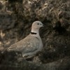 IMG_0862